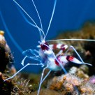 Scampering Shrimp